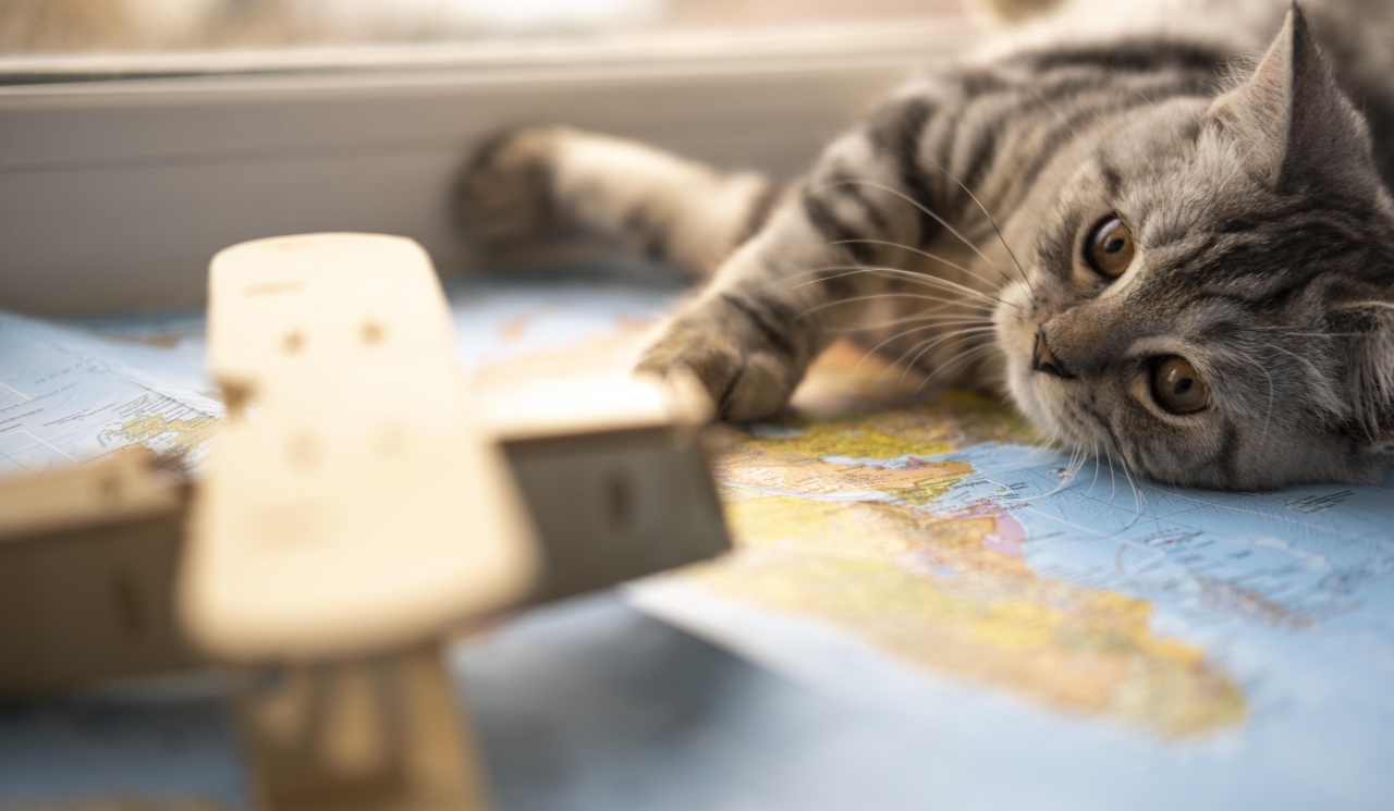 Перевозка животных КАРГО