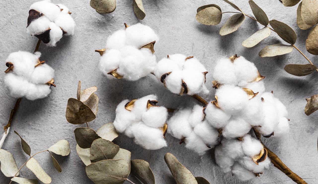 Хлопок: где выращивают, кто покупает и как он работает в промышленности